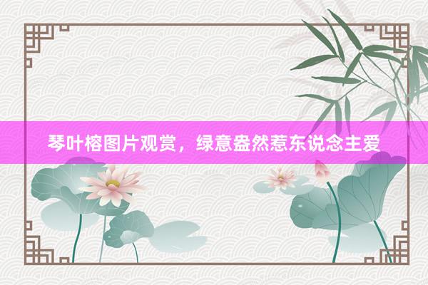 琴叶榕图片观赏，绿意盎然惹东说念主爱